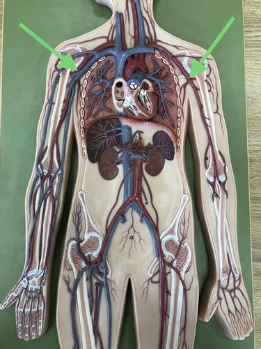 Biol Lab Blood Vessels Of The Upper Limb Flashcards Quizlet