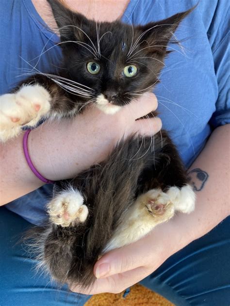 Maine Coon For Sale In Phoenix Petzlover