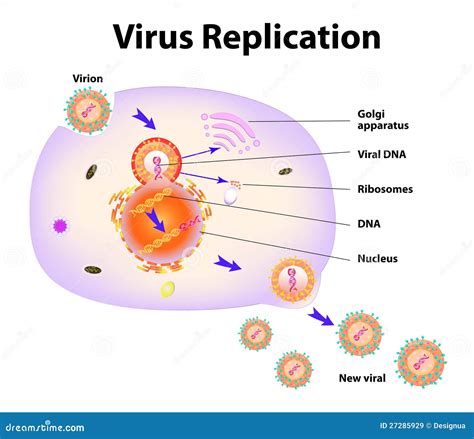 Réplica Del Virus Ilustración Del Vector Imágenes De Archivo Libres De Regalías Imagen 27285929