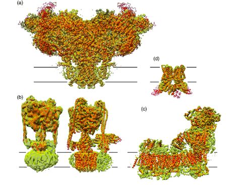 Examples Of Membrane Protein Structures Determined By Single Particle