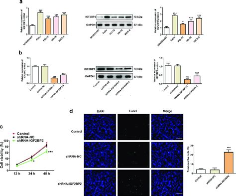 The Effects Of Igf Bp Knockdown On Cell Viability And Apoptosis A