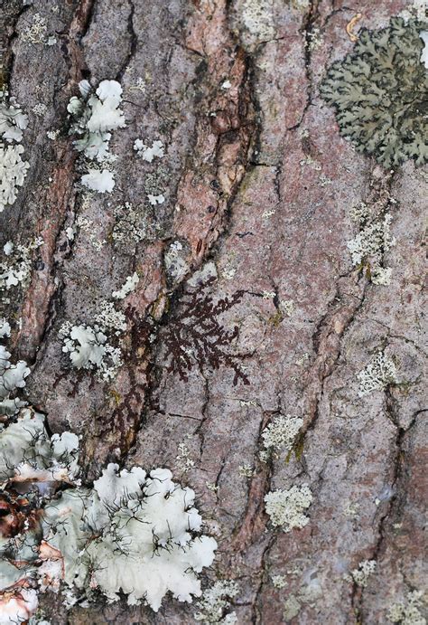 Lichen Patterns Julie Metz Wetlands Woodbridge Virginia Flickr