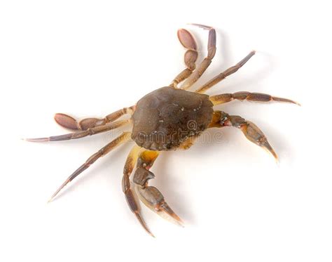 Crabe Vivant Comestible D Isolement Sur Un Fond Blanc Image Stock