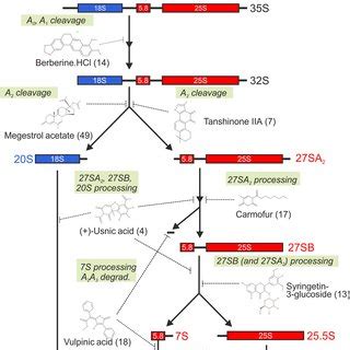 Pdf Inhibiting Eukaryotic Ribosome Biogenesis