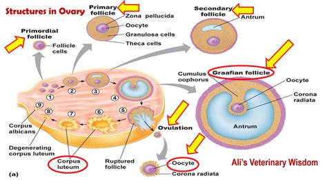 Physiology Of Estrous Cycle In Cows And Buffaloes Ali Veterinary Wisdom