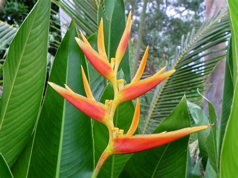 Heliconiaceae Flickr