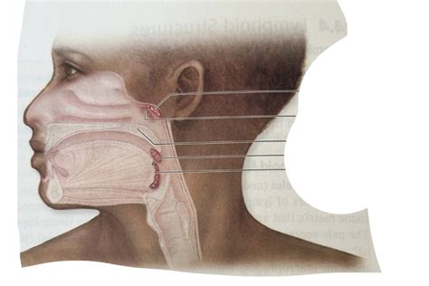 Diagram Of BIOL 1711 Lymphatic System Tonsils Quizlet