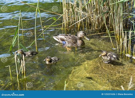 Accumulez Avec Le Canard De Maman De Canards Avec Des Canetons Oiseaux