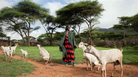 What does pastoralism have to do with climate change?