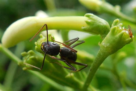 File:Ant takes nectar.JPG - Wikimedia Commons