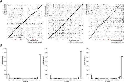 Comparison Of C Subterraneus Genomes A Synteny Plots Demonstrating