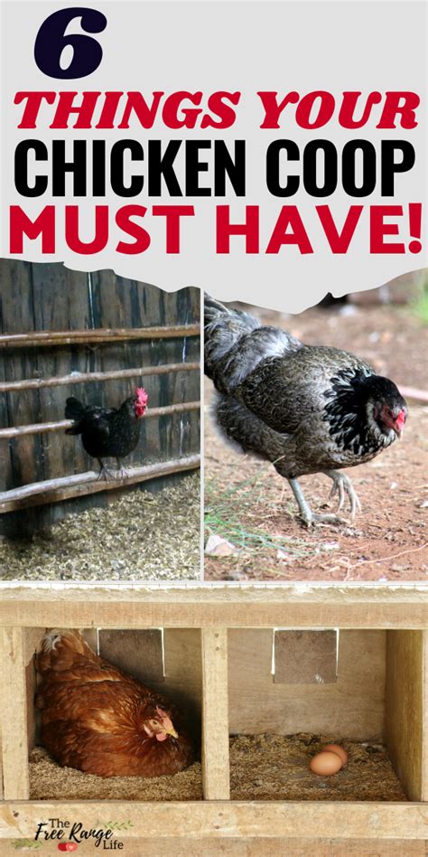 Are You A Beginner When It Comes To Raising Chickens Are You Just