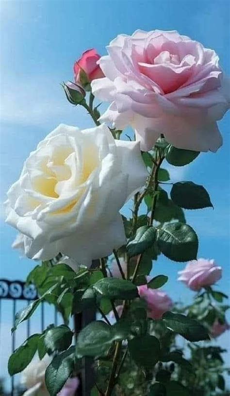 Pin By M H Admani On Beatiful And Clourful Flowers Rose Flower