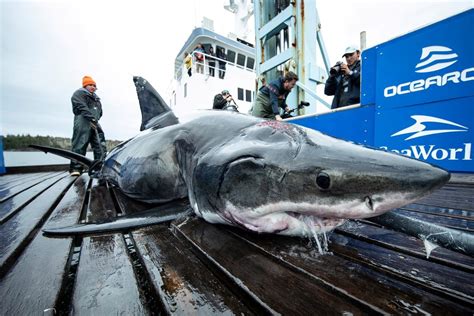 Massive 13ft great white shark found with gigantic bite marks after ...