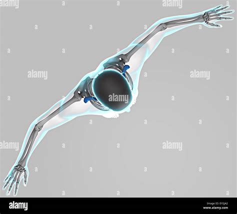 3d X Ray Of Human Body And Skeleton Stock Photo Alamy