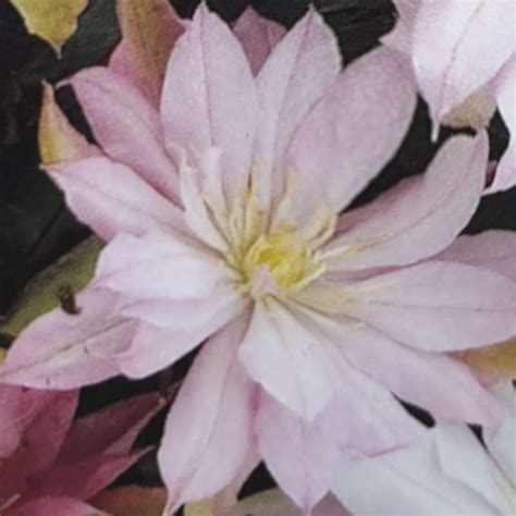 Clematis Violet Elizabeth