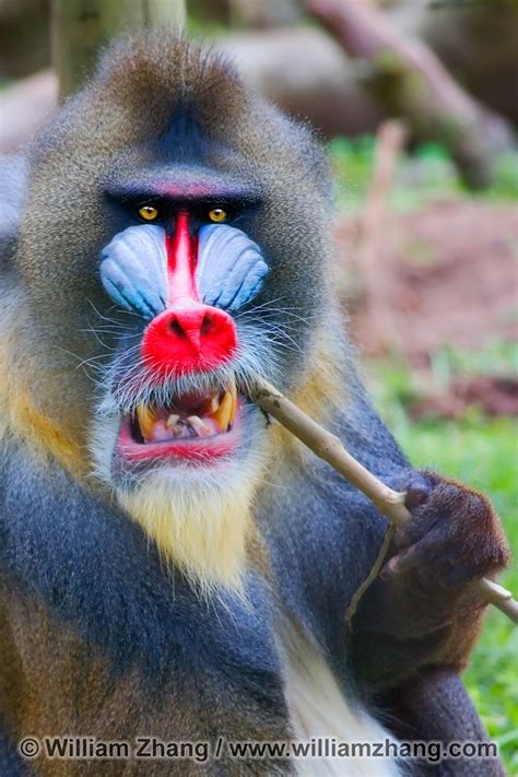 Mandrill | Mandrill, San francisco zoo, Animals