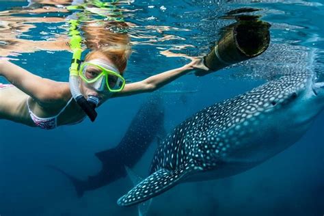 Oslob Whale Sharks Tumalog Falls Moalboal Sardines Snorkeling