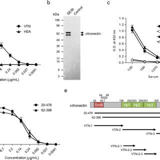 Binding Assay Of Vitronectin VTN To SE36 A Reactivity Of The