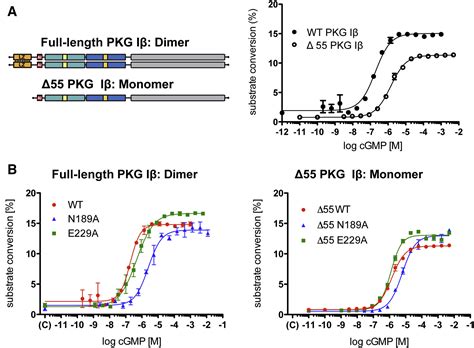 Crystal Structure Of Pkg I Cgmp Complex Reveals A Cgmp Mediated Dimeric