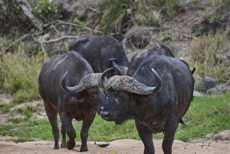 Herd of African Cape Buffalo Standing in the Bush Stock Photo - Image ...