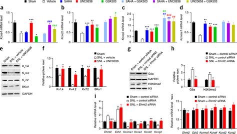 Inhibition Of G A Activity Normalizes K Channel Expression In The Drg