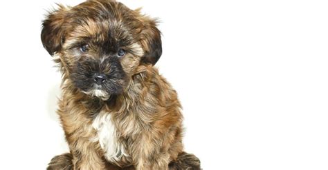 Yorkie Poo Dog Breed Complete Guide | AZ Animals