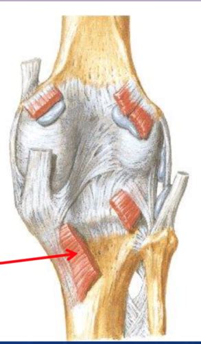 Talocrural Tib Fib And Foot Joints Flashcards Quizlet