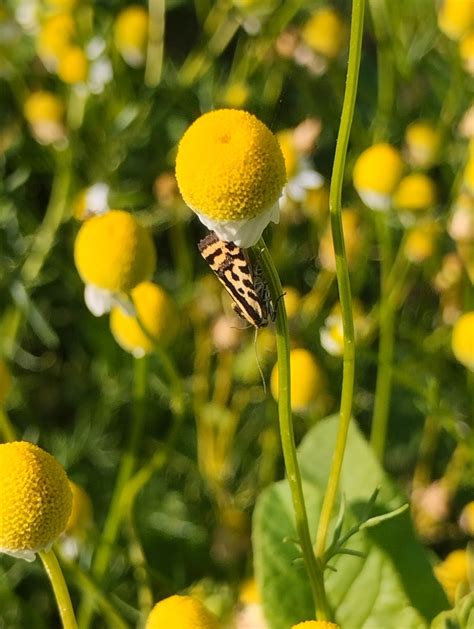 Spotted Sulphur From