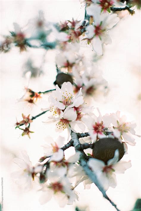 Almond Tree By Stocksy Contributor Sonya Khegay Stocksy