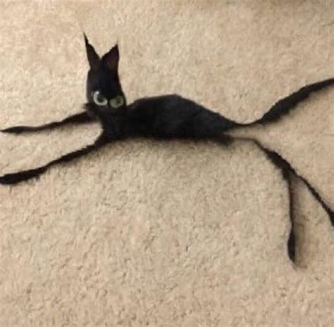 Cursed Cat Cursedimages