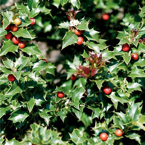 Red Beauty Holly 1 Gallon Symmetrical Grower With Rich Glossy Leav