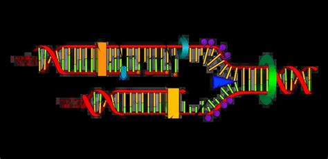 Difference Between Rna Primer And Dna Primer Rna Primer Vs Dna Primer Biology Notes Online