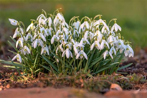 Images Bokeh Flowers Snowdrops