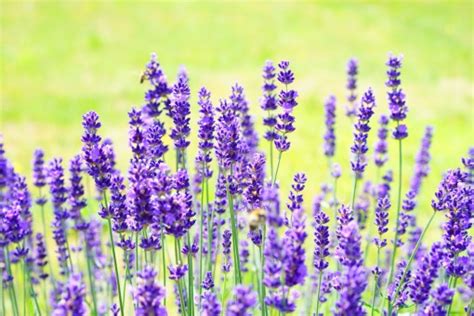 Kostenlose Foto Natur Lila Bl Hen Sommer Kraut Makro Botanik