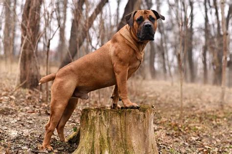 Boerboel Ultimate Guide: Pictures, Characteristics, & Facts - Animals ...