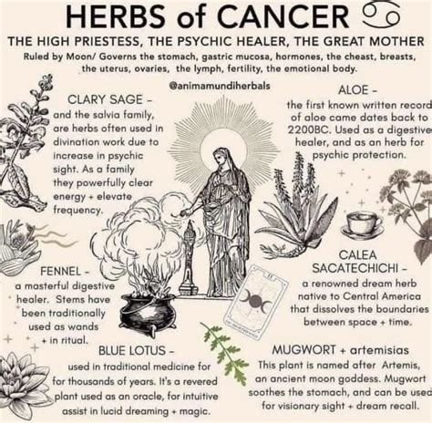 Pin by Itzela Idelc on herbs of capricorn | Herbalism, Herbal magic ...