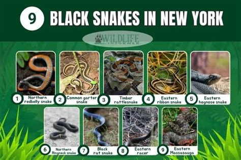 9 Species Black Snakes In New York Pictures Wildlife Informer