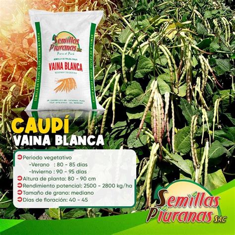 Semilla De Frijol Caupi Semillas Piuranas Agroshow