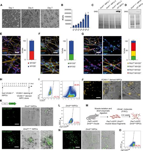 Crispr Cas Editing Of Directly Reprogrammed Myogenic Progenitors