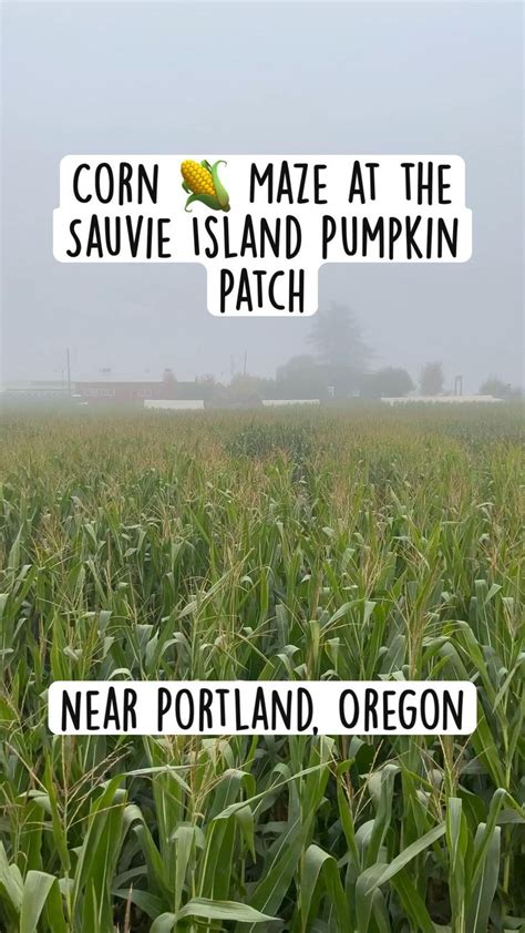 Corn 🌽 Maze At The Sauvie Island Pumpkin Patch Just Outside Of