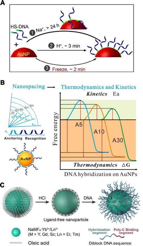 A A Scheme Of Attaching Sh Dna To Aunps By 1 Salt Aging 2