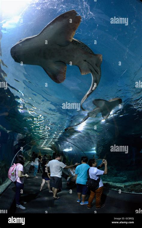 Das Siam Ocean World Aquarium in der Hauptstadt Bangkok von Thailand in ...