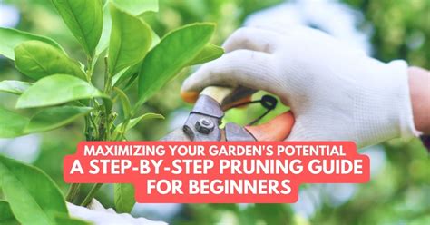 Maximizing Your Garden S Potential A Step By Step Pruning Guide For