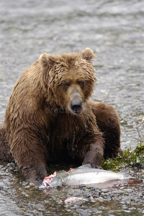 Brown bear eating salmon stock photo. Image of bear, viewing - 2059216