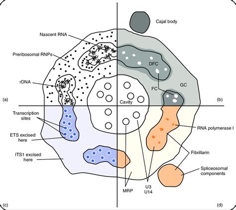 Different Views Of Nucleolar Organisation A Typical Plant Nucleolus Is