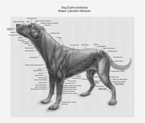 anatomy chart muscles