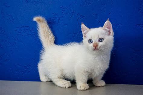 Munchkin Cat Kitten For Sale Near Me - Cat's Blog