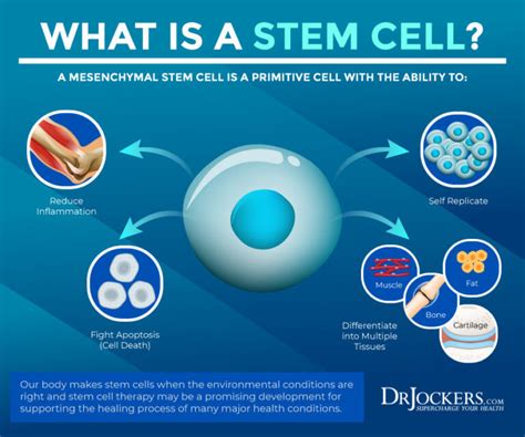 Stem Cells What Are They And 8 Ways To Activate Them