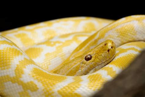 Yellow Snake Dream Islam Islamic Dream Interpretation